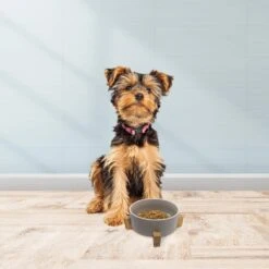 Cosmo Furbabies Single Dog & Cat Diner -Cozy Paws 341990 PT5. AC SS1800 V1636062743