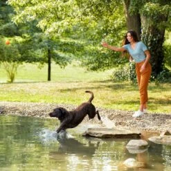 Nature's Recipe Grain-Free Salmon, Sweet Potato & Pumpkin Recipe Dry Dog Food -Cozy Paws 355834 PT5. AC SS1800 V1640648220