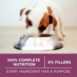 Purina ONE +Plus High Protein Healthy Puppy Formula Dry Puppy Food -Cozy Paws 355892 PT6. AC SS1800 V1640214685
