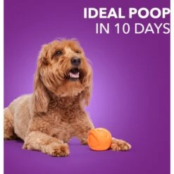 Iams Advanced Health Healthy Digestion With Probiotics Formula With Chicken & Whole Grain Adult Dry Dog Food -Cozy Paws 362450 PT7. AC SS1800 V1667862992