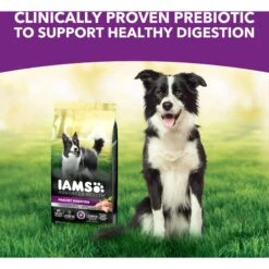 Iams Advanced Health Healthy Digestion With Probiotics Formula With Chicken & Whole Grain Adult Dry Dog Food -Cozy Paws 362450 PT8. AC SS1800 V1668024047