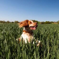 Nutro SO SIMPLE Adult Beef & Rice Recipe Natural Dry Dog Food -Cozy Paws 366852 PT4. AC SS1800 V1702666824