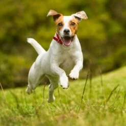 Nutro SO SIMPLE Adult Beef & Rice Recipe Natural Dry Dog Food -Cozy Paws 366852 PT7. AC SS1800 V1702666772