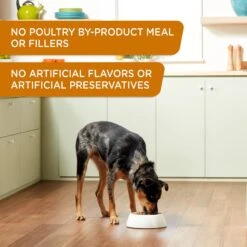 Rachael Ray Nutrish Weight Management Real Turkey & Pumpkin Wet Dog Food, 13-oz Can, Case Of 12 -Cozy Paws 373435 PT3. AC SS1800 V1648296691