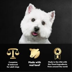 Cesar Filets In Gravy Filet Mignon Flavor Small Breed Adult Wet Dog Food Trays -Cozy Paws 47080 PT4. AC SS1800 V1695752276