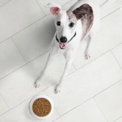 Nutro Ultra Adult Weight Management Chicken, Lamb & Salmon Recipe Dry Dog Food -Cozy Paws 49626 PT3. AC SS1800 V1702678547