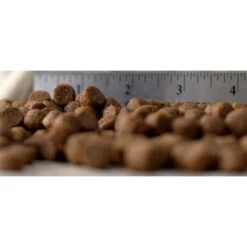 Blackwood 1000 Chicken Meal & Oats Recipe Everyday Diet Adult Dry Dog Food -Cozy Paws 50914 PT1. AC SS1800 V1550528310