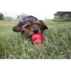 KONG Stuff'N Easy Treat Peanut Butter Recipe -Cozy Paws 53866 PT3. AC SS1800 V1605310906