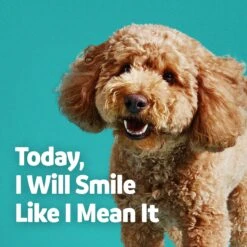 Vibeful Dental Health Chicken Flavored Powder Dental Supplement For Dogs & Cats -Cozy Paws 617222 PT6. AC SS1800 V1674656202