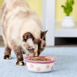 PetRageous Designs Polka Paws Deep Ceramic Dog & Cat Bowl -Cozy Paws 70325 PT7. AC SS1800 V1539704629