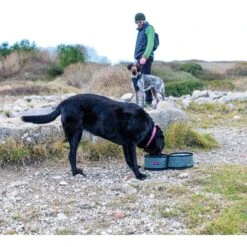 KONG Fold-Up Double Dog Bowl -Cozy Paws 721518 PT5. AC SS1800 V1671031277