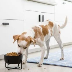 Waggo Simple Solid Iron Dog & Cat Bowl Stand -Cozy Paws 731462 PT3. AC SS1800 V1698346639