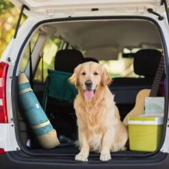 Max & Marlow Go Gear Portable Waterproof Roll-Up Cat & Dog Bed Mat -Cozy Paws 741934 PT2. AC SS1800 V1674069800