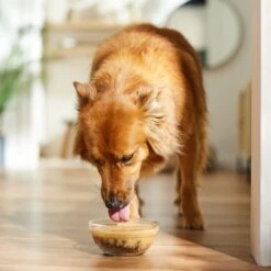 The Honest Kitchen Functional POUR OVERS Revive & Restore Chicken & Pumpkin Stew Dog Food Topper, 5.5-oz Can, Case Of 12 -Cozy Paws 747366 PT3. AC SS1800 V1682711415