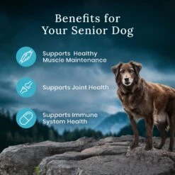 Blue Buffalo Blue Wilderness Premier Blend With Meaty Cuts Chicken Senior Dry Dog Food -Cozy Paws 761758 PT6. AC SS1800 V1680630716