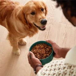 Jinx Chicken & Sweet Potato Chopped Recipe Grain-Free Wet Dog Food, 13-oz Can, Case Of 12 -Cozy Paws 765614 PT3. AC SS1800 V1675201470