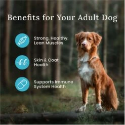 Blue Buffalo Wilderness Adult High Protein Natural Chicken & Wholesome Grains Dry Dog Food & Blue Buffalo Wilderness Beef & Chicken Grill Grain-Free Canned Dog Food -Cozy Paws 796158 PT4. AC SS1800 V1678140657