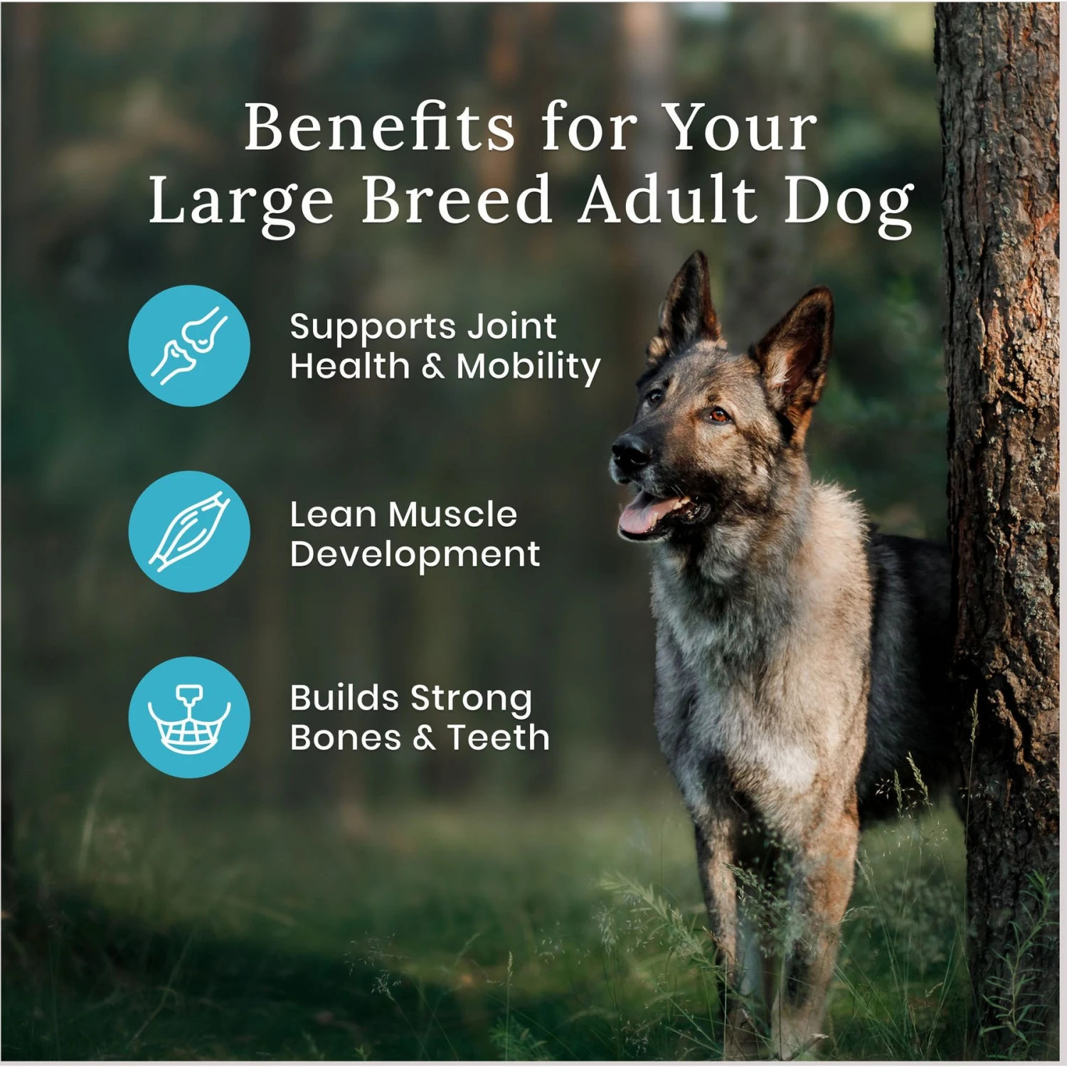 Greenies Large Dental Dog Treats & Blue Buffalo Wilderness Large Breed Adult High Protein Natural Chicken & Wholesome Grains Dry Dog Food 11 Greenies Large Dental Dog Treats & Blue Buffalo Wilderness Large Breed Adult High Protein Natural Chicken & Wholesome Grains Dry Dog Food - Image 9
