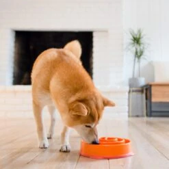 Outward Hound Fun Feeder Interactive Dog Bowl, Orange -Cozy Paws 85929 PT5. AC SS1800 V1694286712