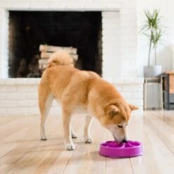 Outward Hound Fun Feeder Interactive Dog Bowl, Purple -Cozy Paws 85933 PT5. AC SS1800 V1694439726