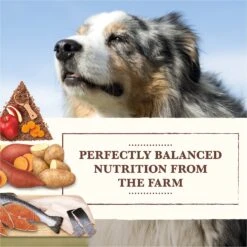 Whole Earth Farms Grain-Free Salmon & Whitefish Dry Dog Food -Cozy Paws 87371 PT2. AC SS1800 V1647900990