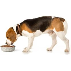 PetRageous Designs Crete Hammered Stainless Steel Dog & Cat Bowl -Cozy Paws 902294 PT2. AC SS1800 V1689889711