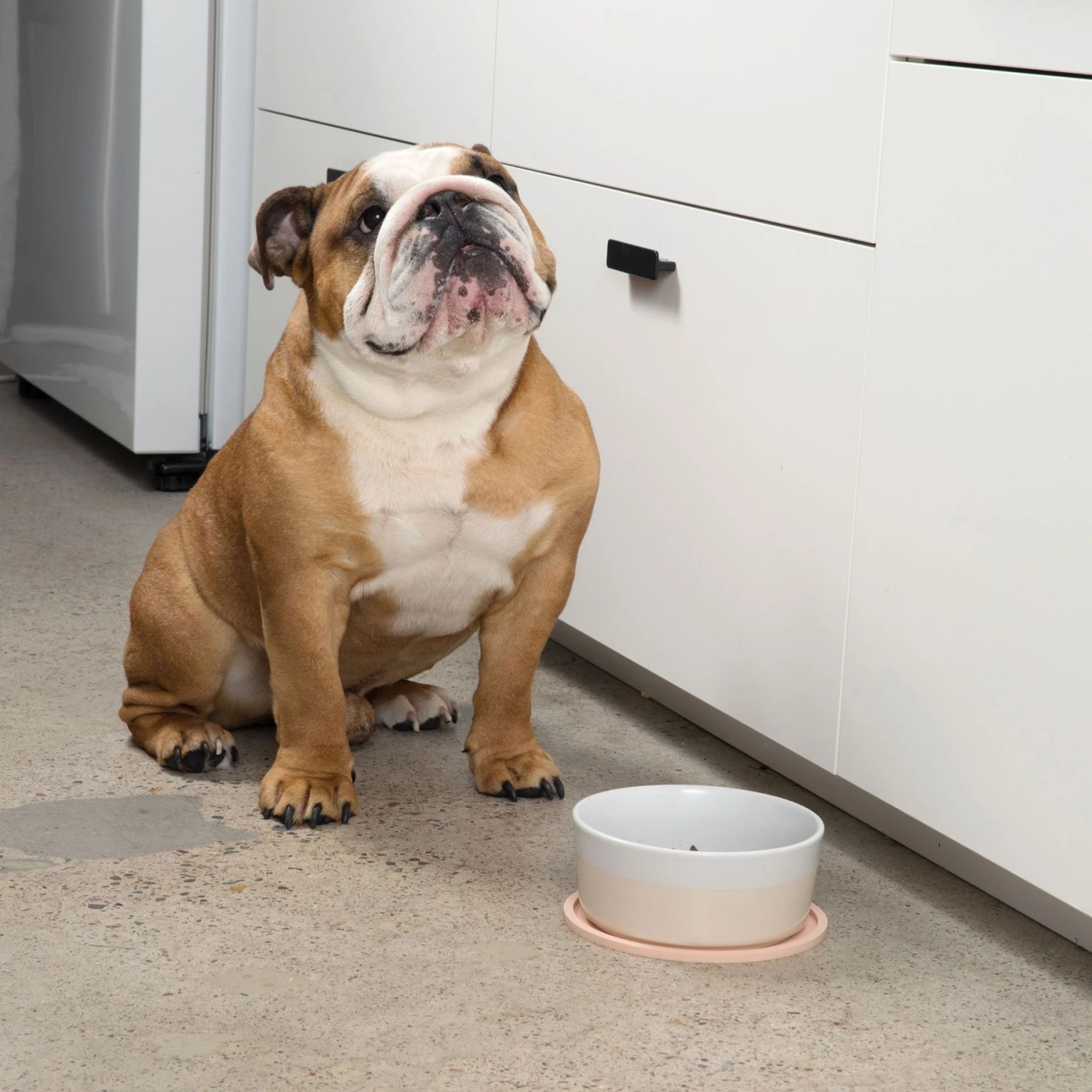 Waggo Habit Circle Silicone Dog & Cat Placemat, 2 Count 5 Waggo Habit Circle Silicone Dog & Cat Placemat, 2 Count - Image 3