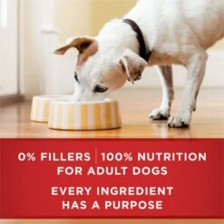 Purina ONE SmartBlend Tender Cuts In Gravy Beef & Barley Entree Adult Canned Dog Food -Cozy Paws 91565 PT5. AC SS1800 V1671743611