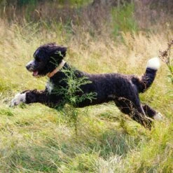 Nature's Recipe Variety Pack Grain-Free Wet Dog Food & Nature's Recipe Original Grain-Free Variety Pack Wet Dog Food -Cozy Paws 916542 PT8. AC SS1800 V1689883395