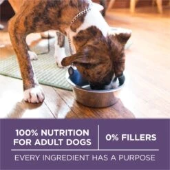 Purina ONE High Protein + Vibrant Maturity 7 Plus Formula Dry Senior Dog Food -Cozy Paws 918782 PT5. AC SS1800 V1694623289