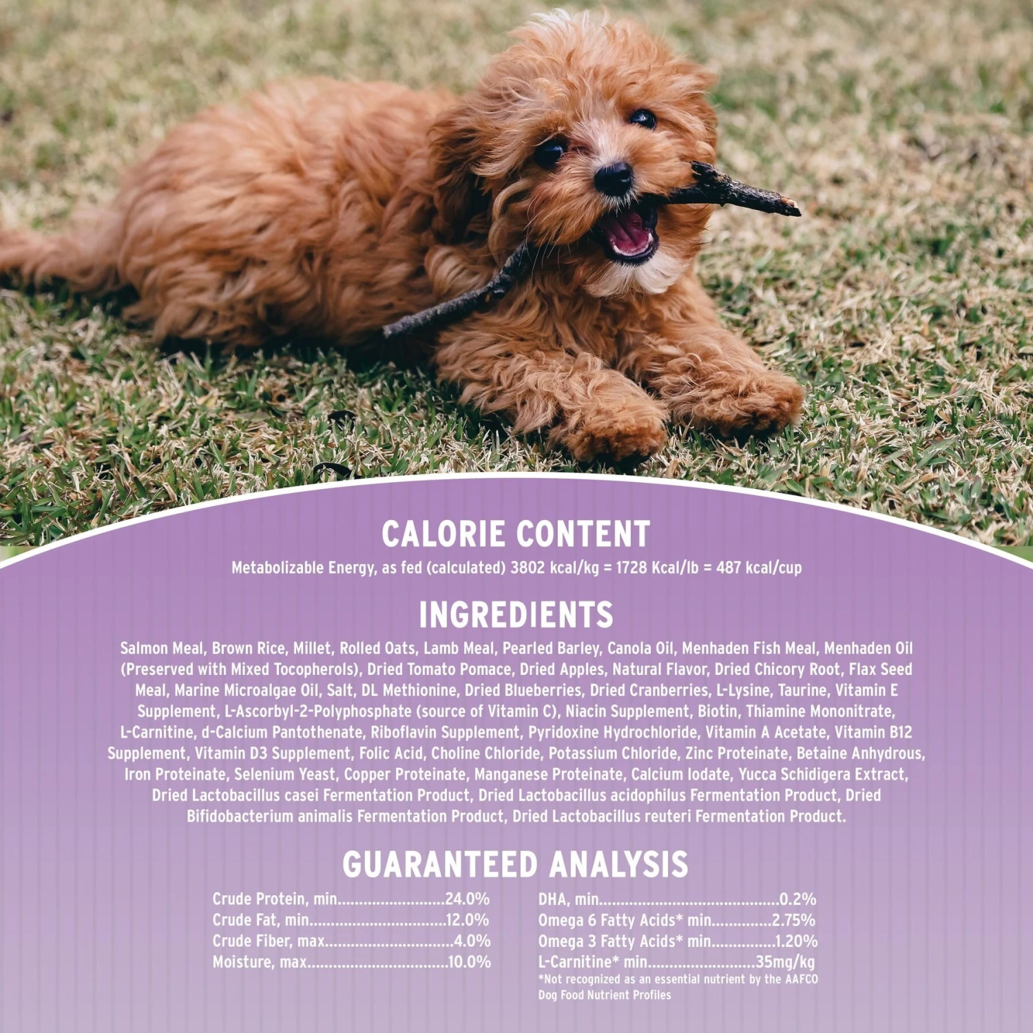 Annamaet Original Small Breed Salmon Formula Dry Dog Food 6 Annamaet Original Small Breed Salmon Formula Dry Dog Food - Image 4