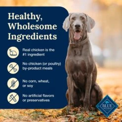 Blue Buffalo Delectables Chicken Dinner Natural Wet Dog Food 3-oz Pouch, Case Of 24 -Cozy Paws 992806 PT5. AC SS1800 V1699023084